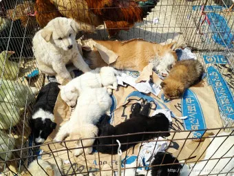 김포 5일장 날짜와 주차정보 먹거리를 안내_15