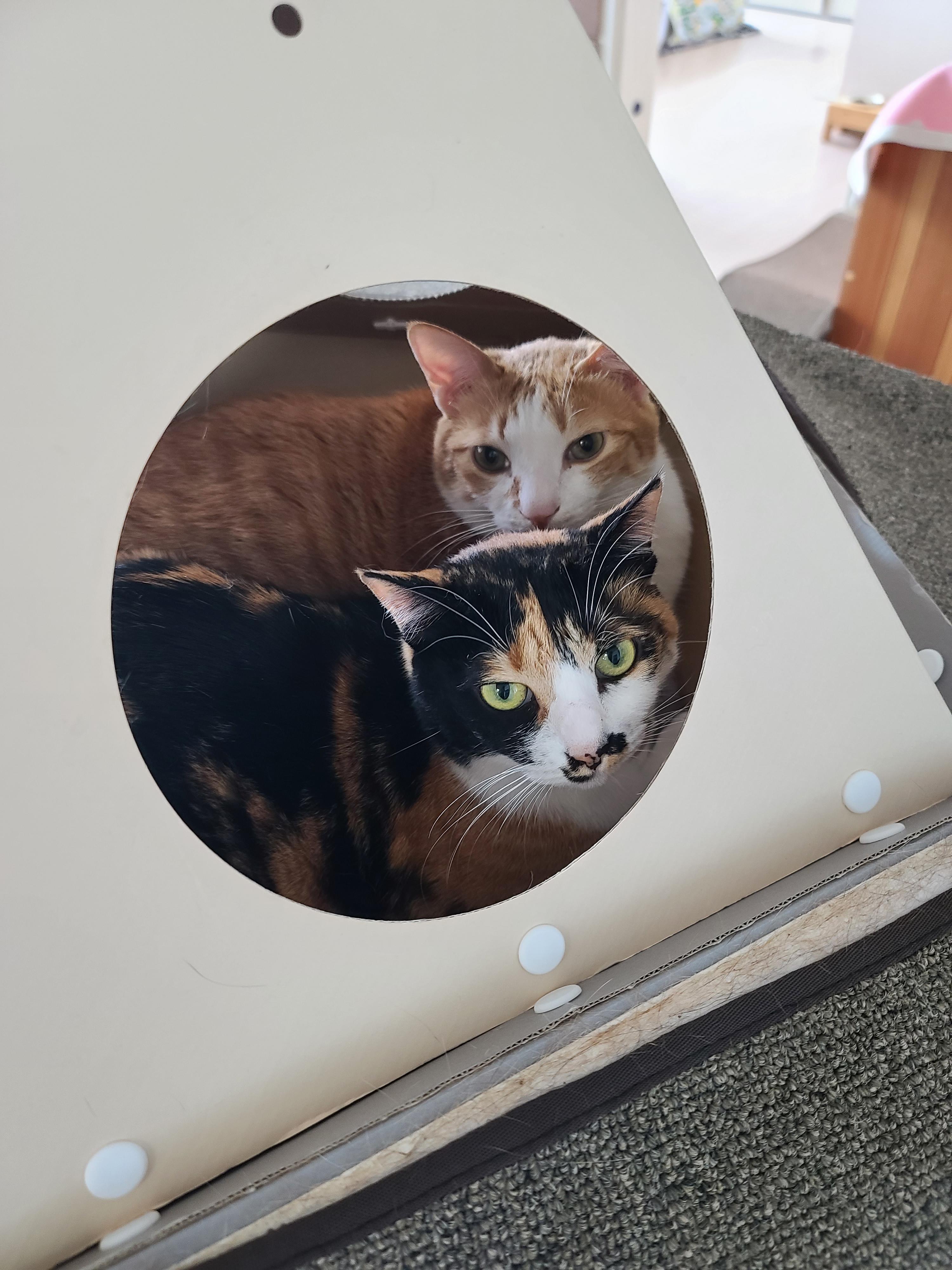 루프탑을 이용하고 싶었던 고양이 호야!(feat. 다다)