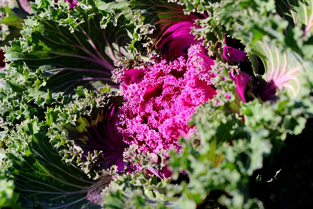 케일 효능과 케일 주스 레시피&mdash; 슈퍼푸드로 건강한 하루 시작하기