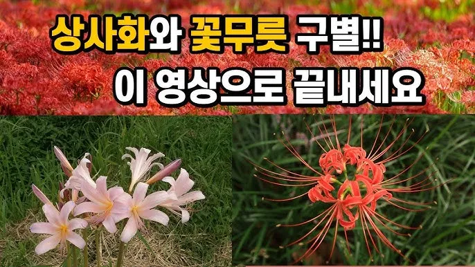 꽃무릇과 상사화 차이 고창 선운사 꽃무릇 축제 선운산 개화시기 정보_8