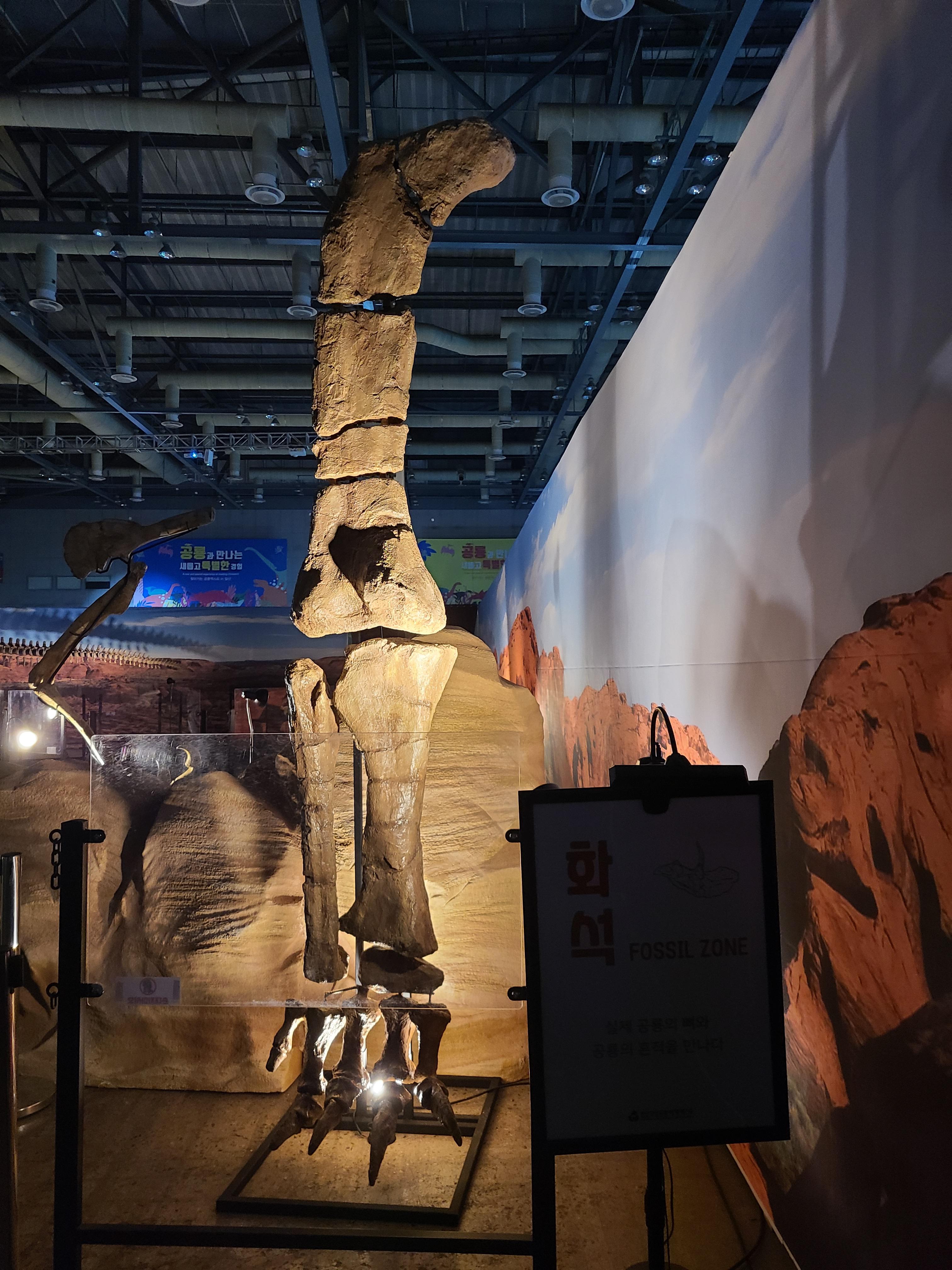 2023 찾아가는 공룡엑스포 in 일산 공룡뼈