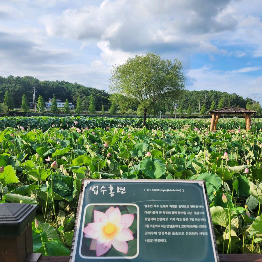 함안연꽃테마파크