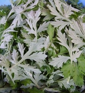 쑥 효능 부작용 칼로리 요리