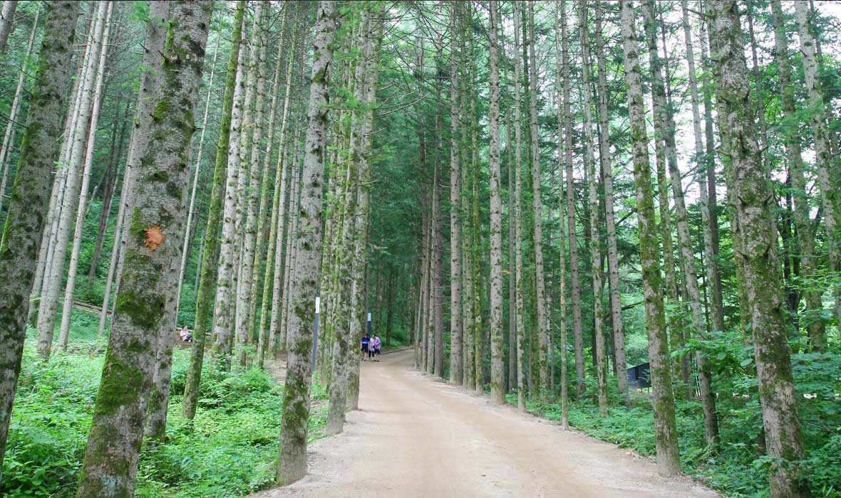 밀브릿지 전나무 숲