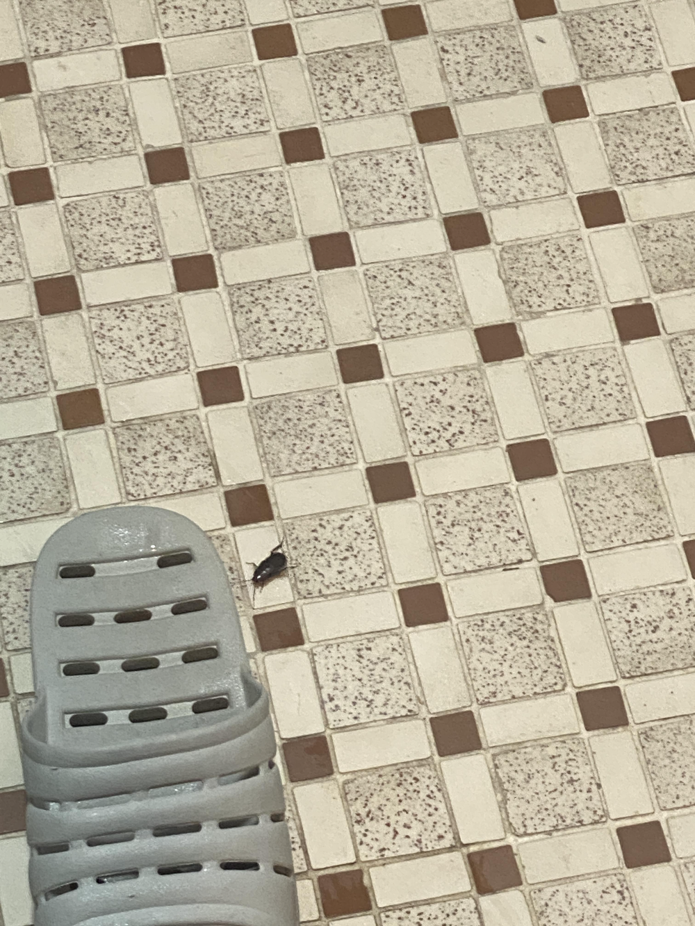 대전 스테이인터뷰 장태산 바퀴벌레