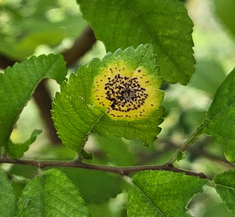 느릅나무 검은무늬병3