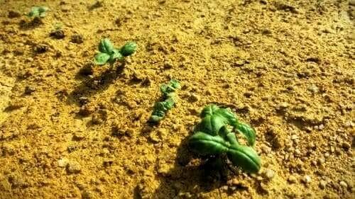 바질-재배-키우기-종자-파종-모종-심는방법-정식방법