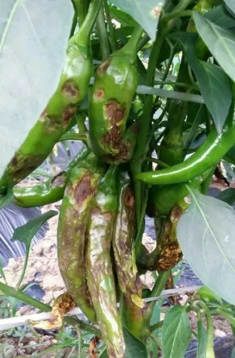 농사 병해충 예방법 진딧물 응애 노균병 탄저병 대처_5