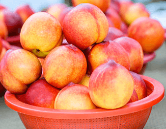 이란성 쌍둥이 임신 3-6주 증상 총정리