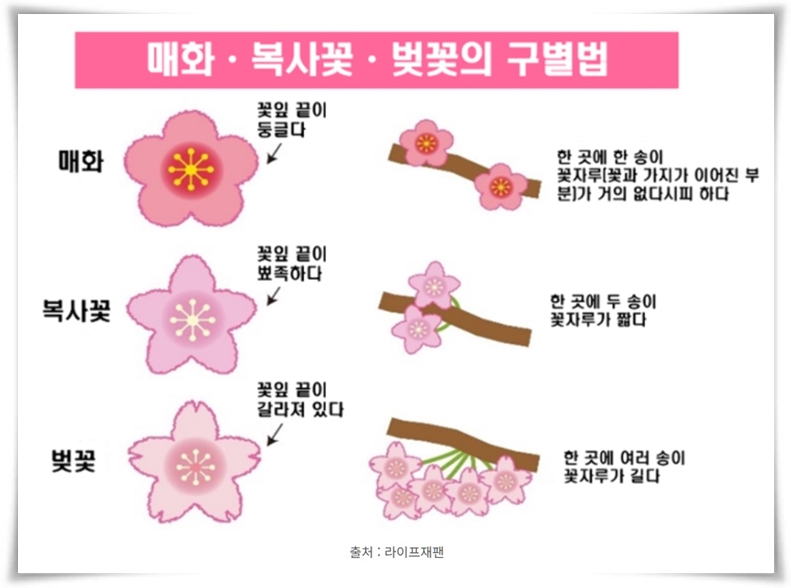 "매화" 겨울을 깨우는 은은한 향기의 비밀을 간직한 백매화 홍매화 청매화!