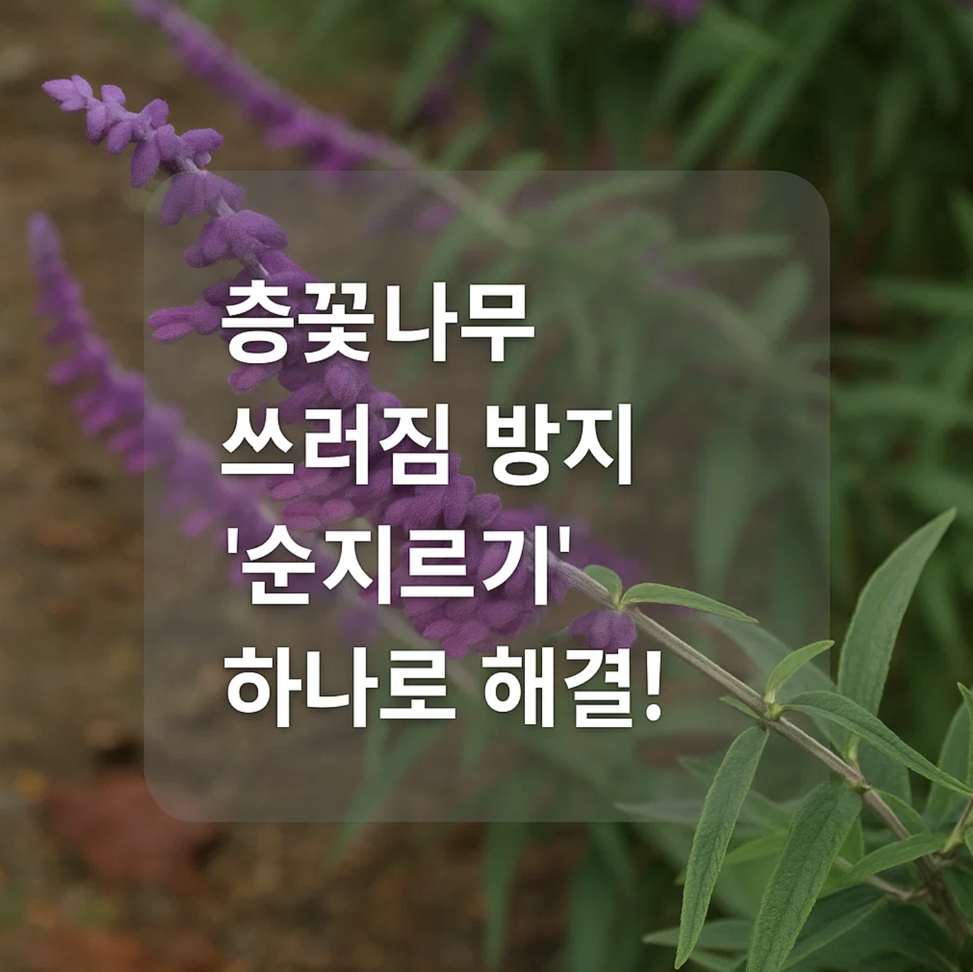 층꽃나무 쓰러짐 방지, '순지르기' 하나로 해결!