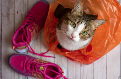 비닐봉지에 들어 있는 고양이