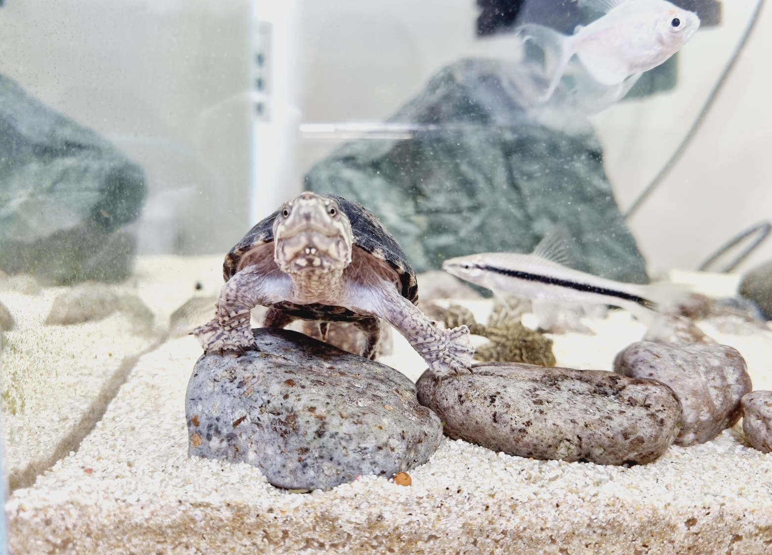 커먼머스트터틀