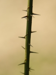 청가시덩굴 가시