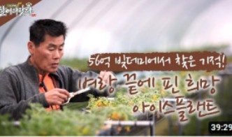 생방송 오늘 아침 아이스플랜트 얼음채소 주문 하기 관련 사진