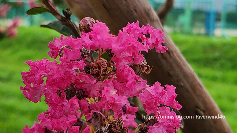 배롱나무꽃,백일홍,여름꽃,간지름나무,목백일홍