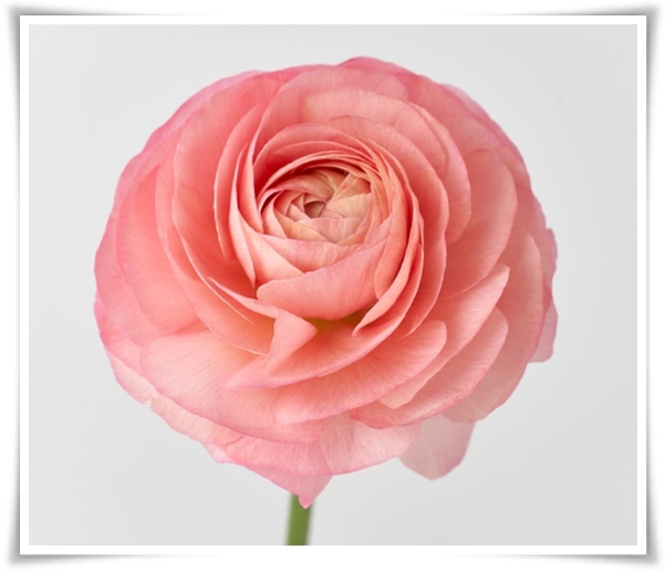 "라넌큘러스" 봄의 로맨스를 담은 매혹적인 매력의 꽃 봄의 요정!