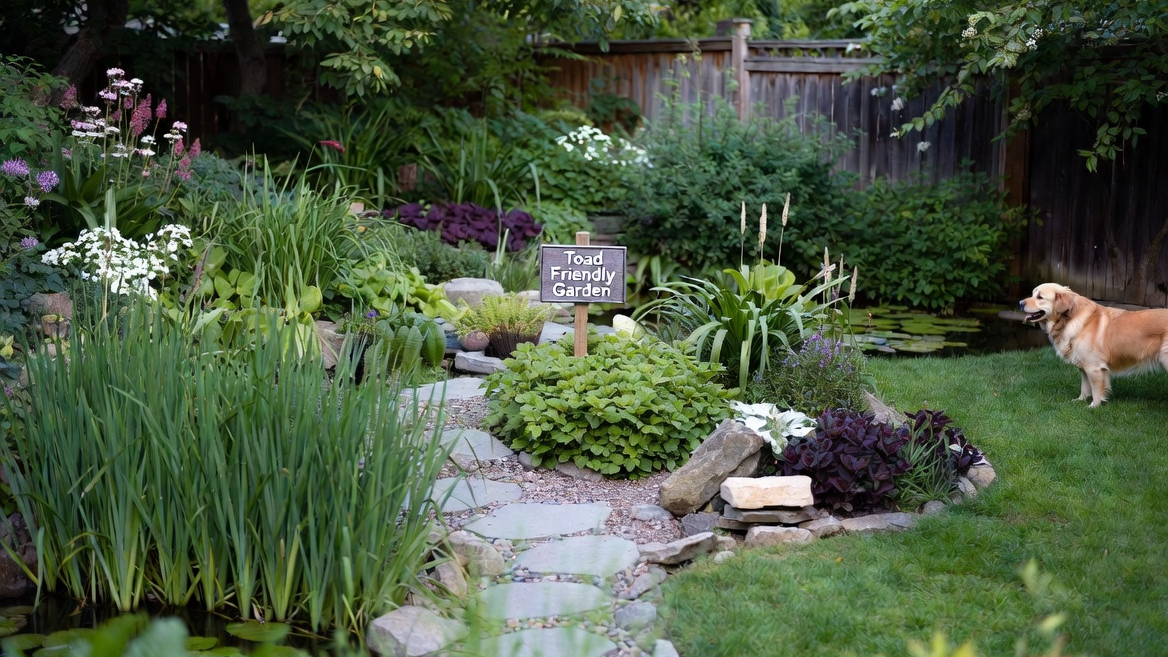 생물 다양성이 보존된 두꺼비 친화적 정원 전경