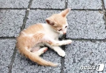&amp;quot;고양이