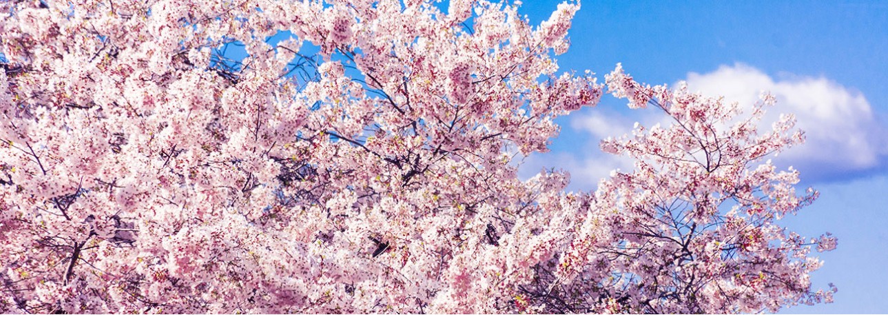 2025 진해 군항제 벚꽃 축제 명소 지도 다운로드