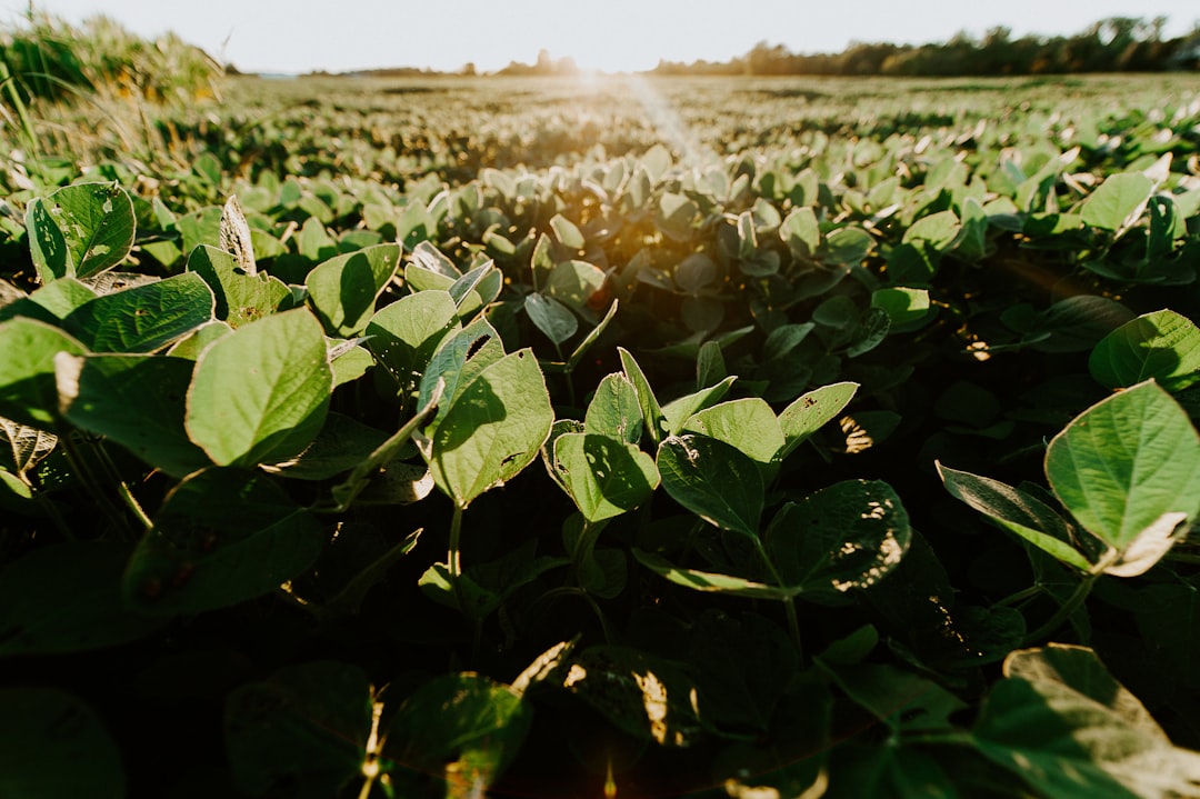 Soybeans
