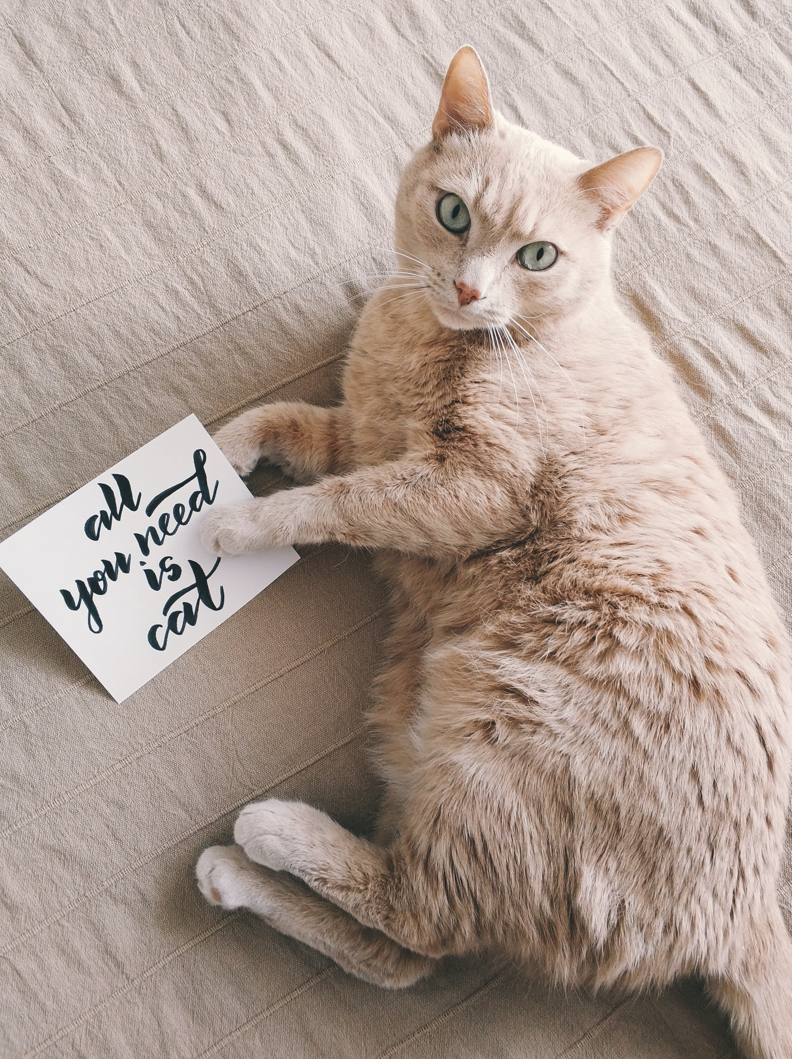 고양이