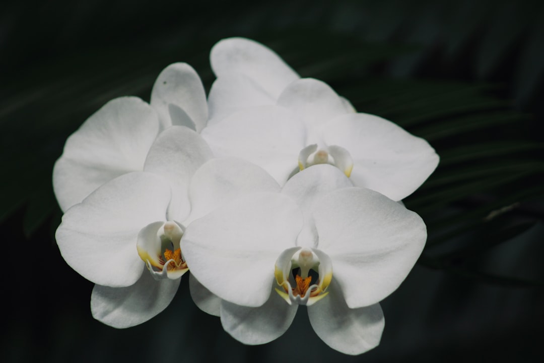 Orchid