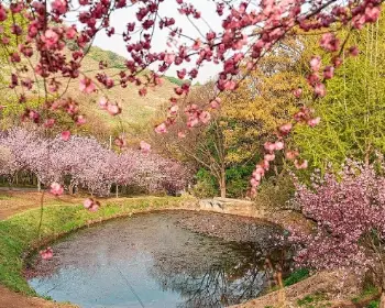 개심사 청벚꽃 개화시기 겹벚꽃 명소_13