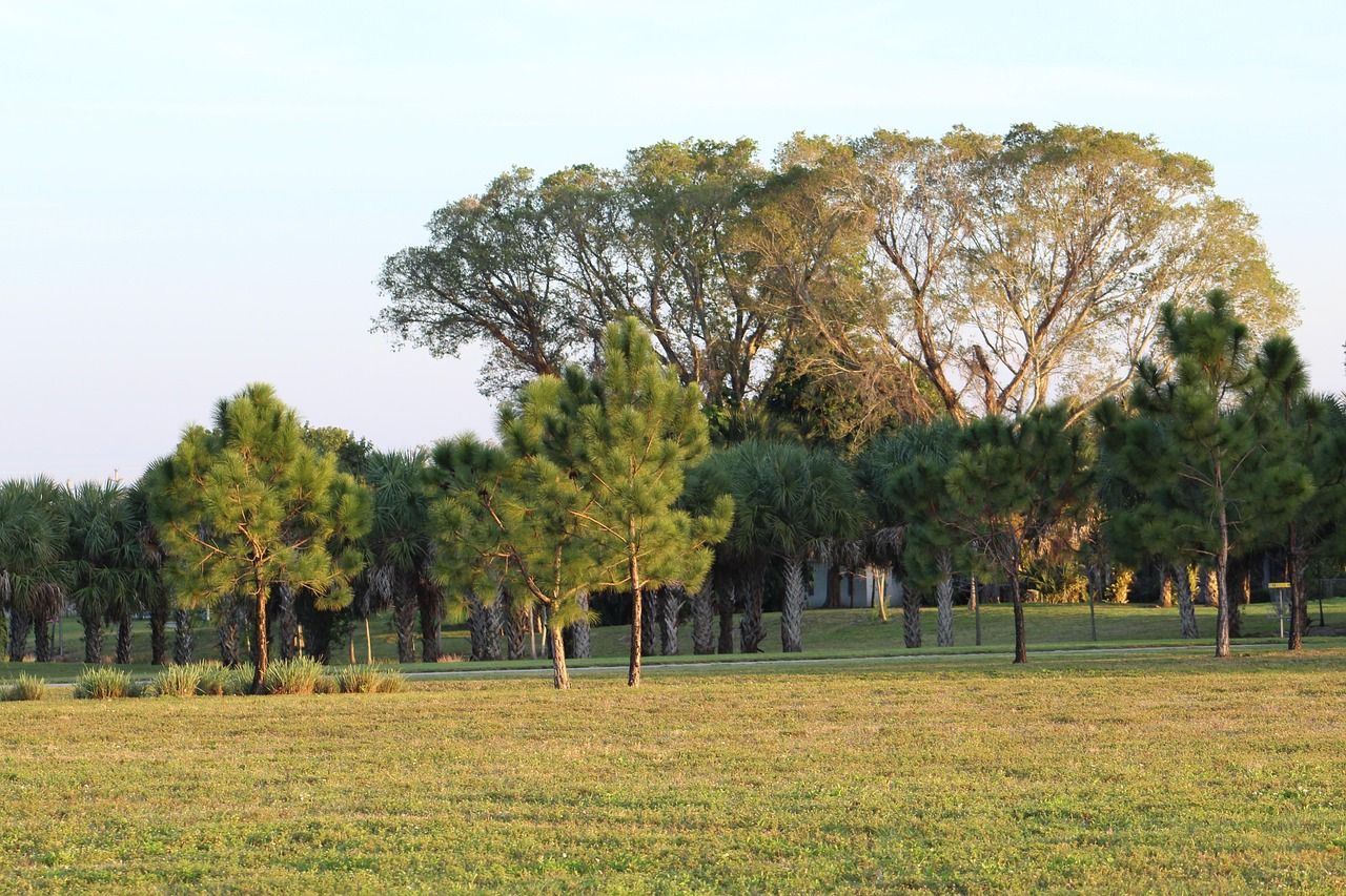 넓게 펼쳐진 초지 위로 저녁 햇살이 부드럽게 드리우며, 소나무와 야자수, 그리고 잎이 성근 큰 활엽수들이 층을 이루며 조화를 이루고 있다. 전경에는 비교적 어린 소나무들이 띄엄띄엄 서 있고, 그 뒤로는 줄지어 늘어선 야자수가 배경을 구성하며 열대와 온대의 교차지대를 암시한다. 더 뒤편에는 크고 넓게 가지를 벌린 활엽수가 빽빽하게 군락을 이루며 숲의 깊이를 만들어준다. 전체 장면은 황금빛으로 물든 늦은 오후의 따뜻한 빛 아래 평화롭고 고요한 분위기를 자아내며, 인간의 손길이 거의 닿지 않은 자연스러운 녹지 풍경을 담은 사진.