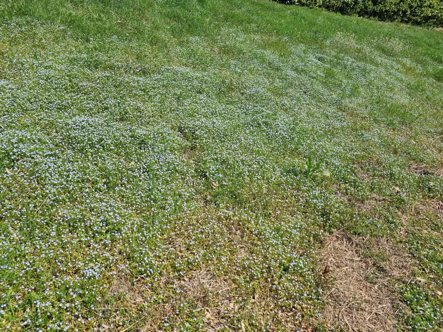 여의도 샛강 생태공원 여의도 벚꽃축제