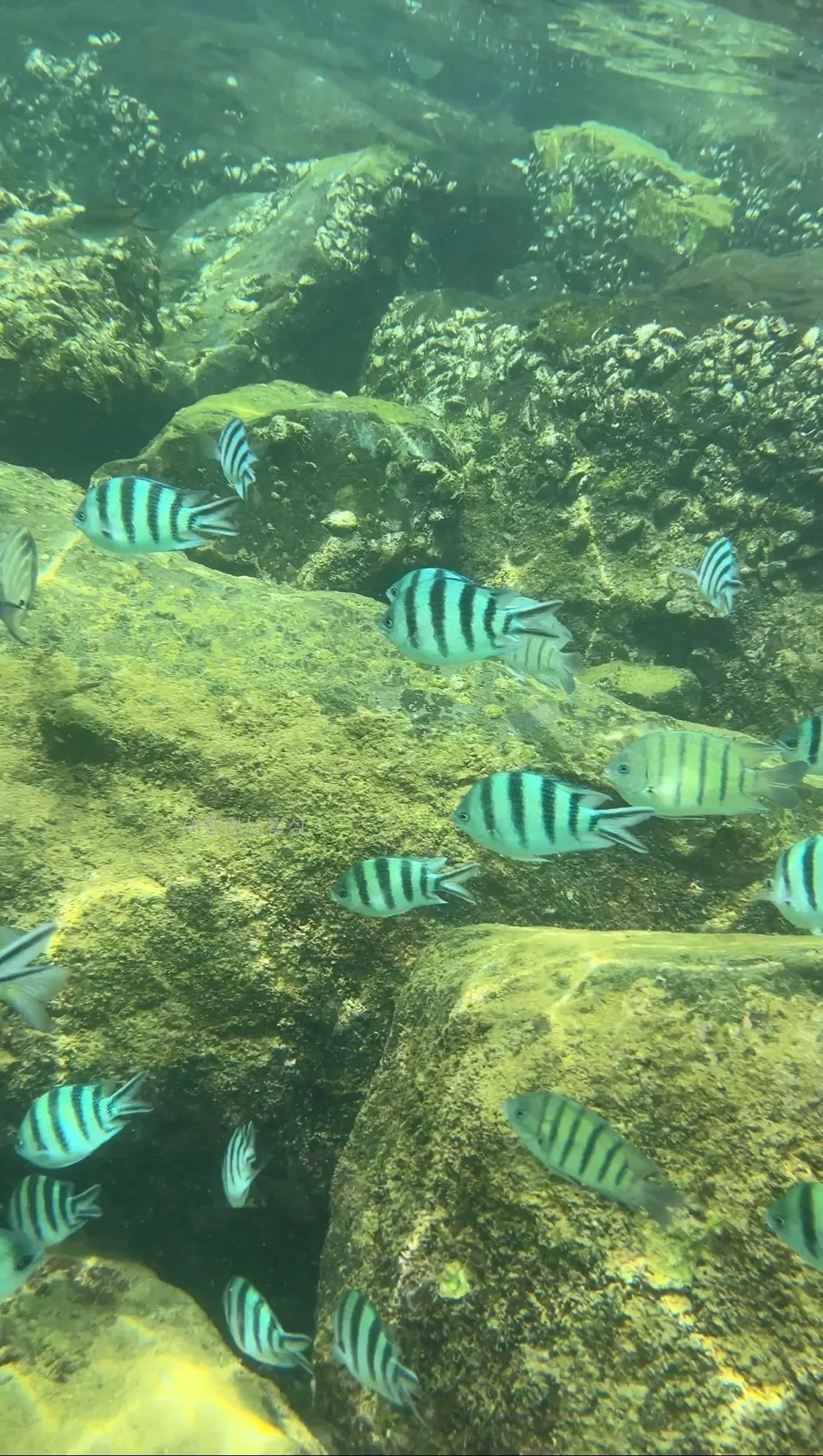 부모님이랑-나트랑-3박4일-자유여행-판랑사막투어-빈원더스-호핑투어-여행코스