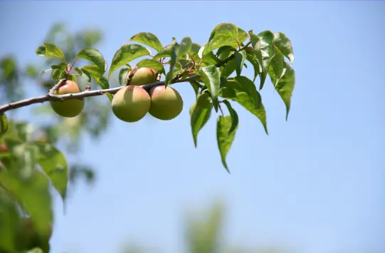 매실 효능 및 영양성분, 매실 가격