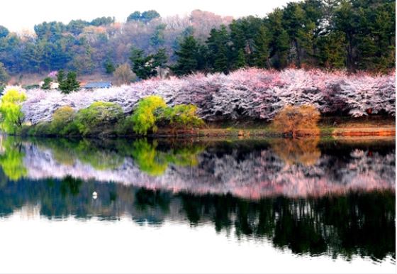 울산 벚꽃