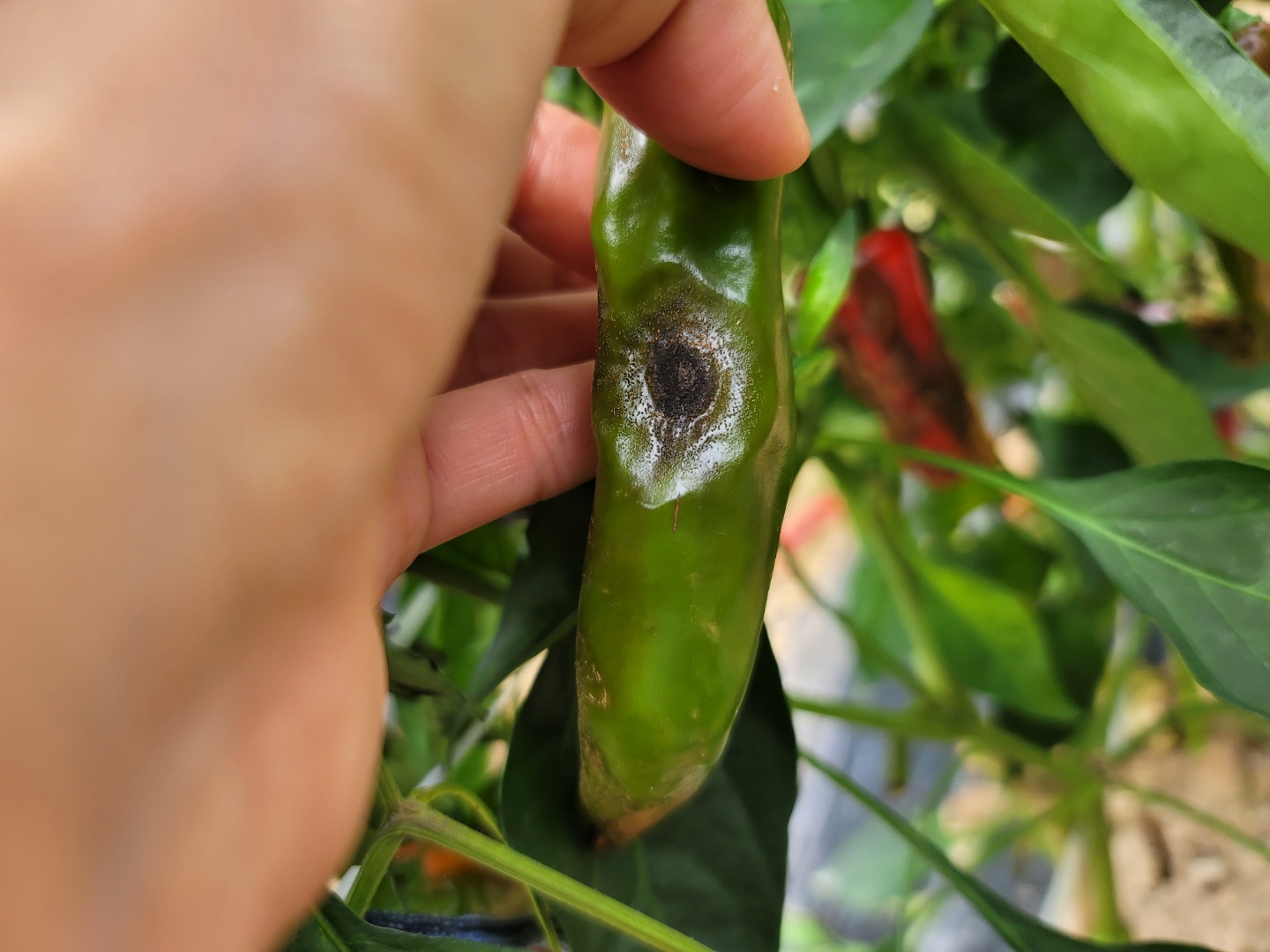 고추병충해 종류 사진 방재, 역병 탄저병 바이러스병 풋마름병