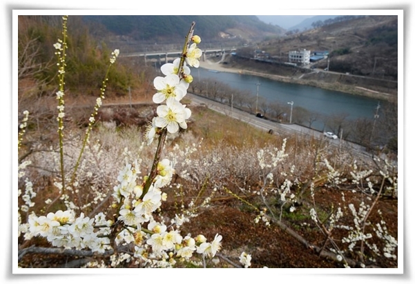 "매화" 겨울을 깨우는 은은한 향기의 비밀을 간직한 백매화 홍매화 청매화!