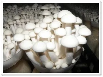 만가닥버섯 효능_13