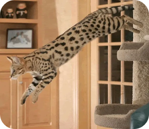 사바나캣 이미지 출처: 나무위키