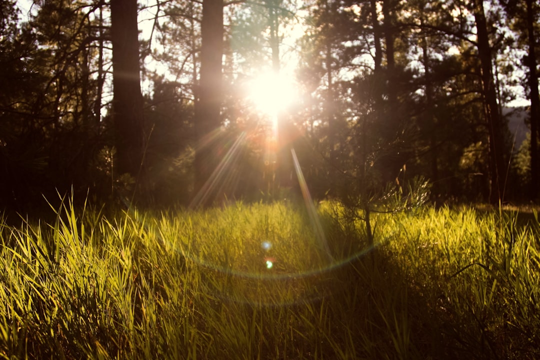 Sunshine Loan