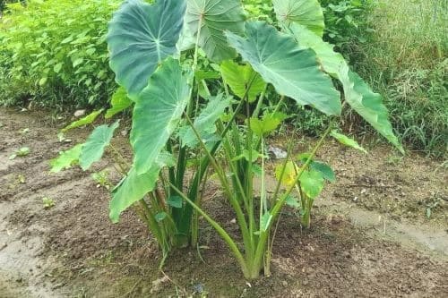 토란-재배법-토란꽃-개화-북주기-알토란-알뿌리-토란대-토란줄기-수확시기-수확방법