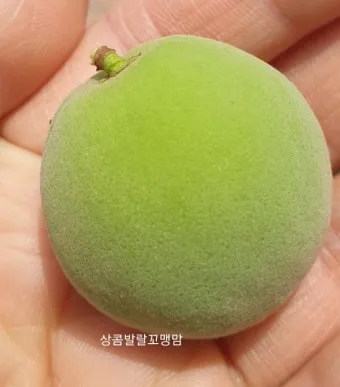 매실 수확시기 중부지방 남부지방 광양 지역별 정리_4