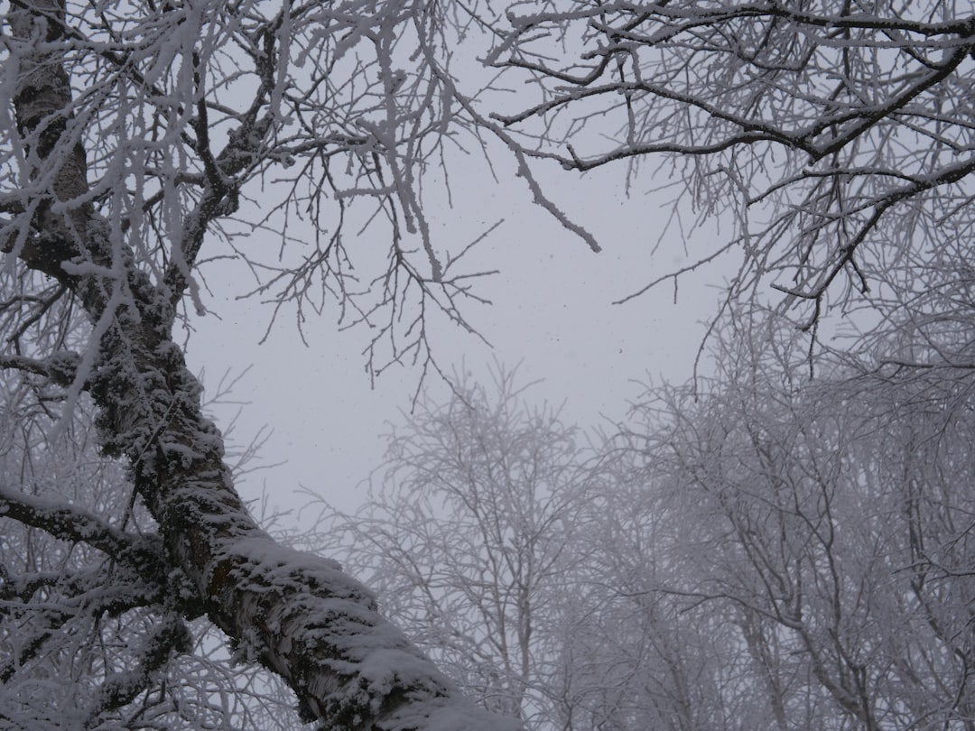 Snow.