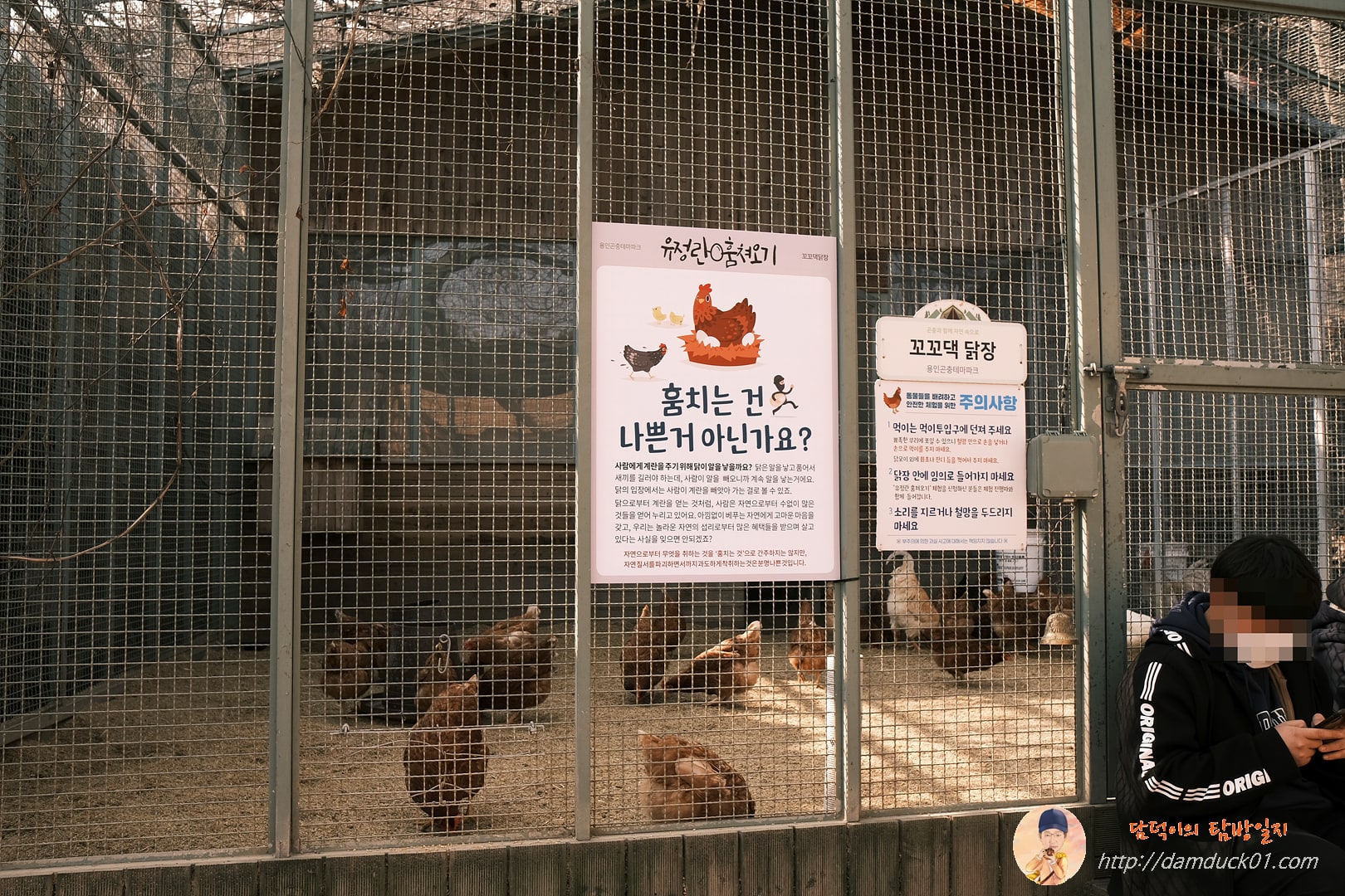 유정란 훔쳐오기 꼬꼬댁닭장