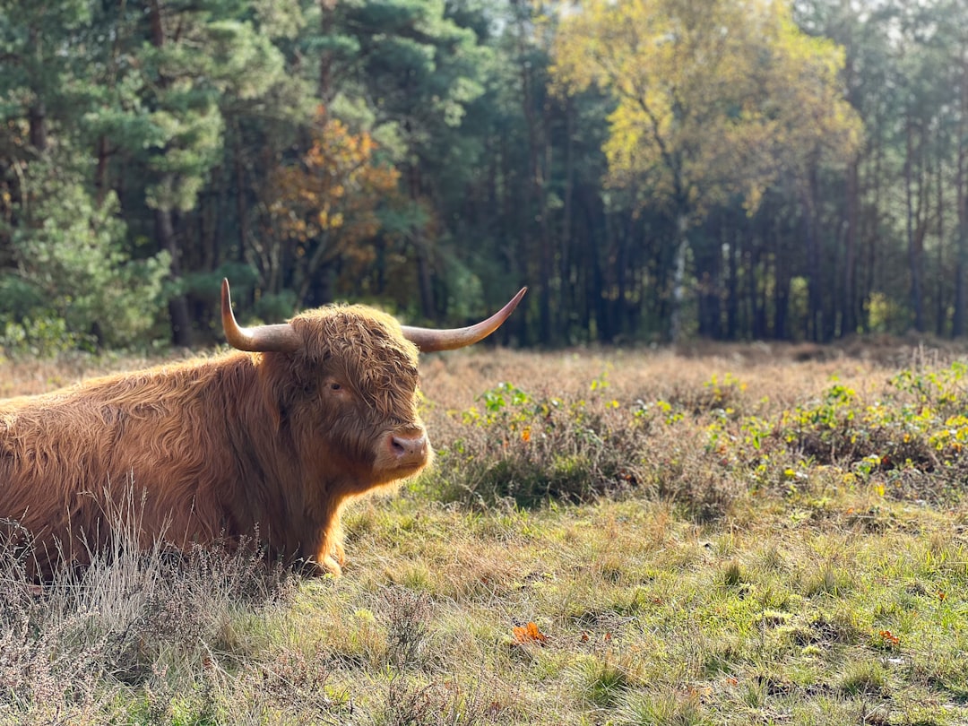 Highlander