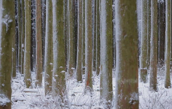 제주도 겨울 트레킹 명소 BEST 5, 한라산&middot;절물&middot;사려니&middot;비자림&middot;용머리해안 코스 정리