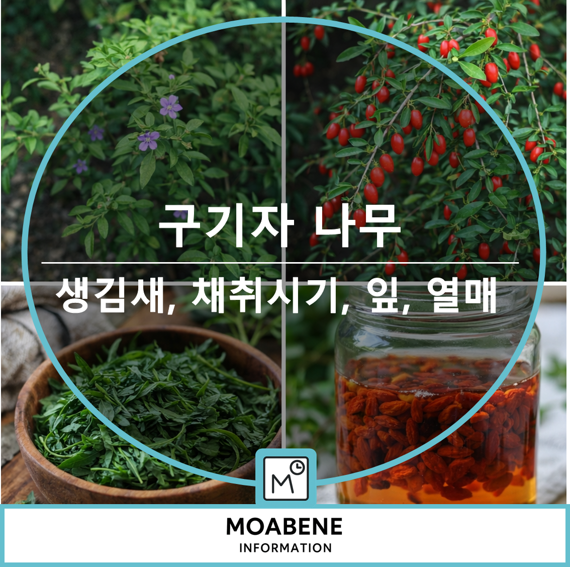 구기자(구기자나무) 알아두면 좋은 정보: 생김새부터 채취 시기, 잎&middot;열매 활용법까지