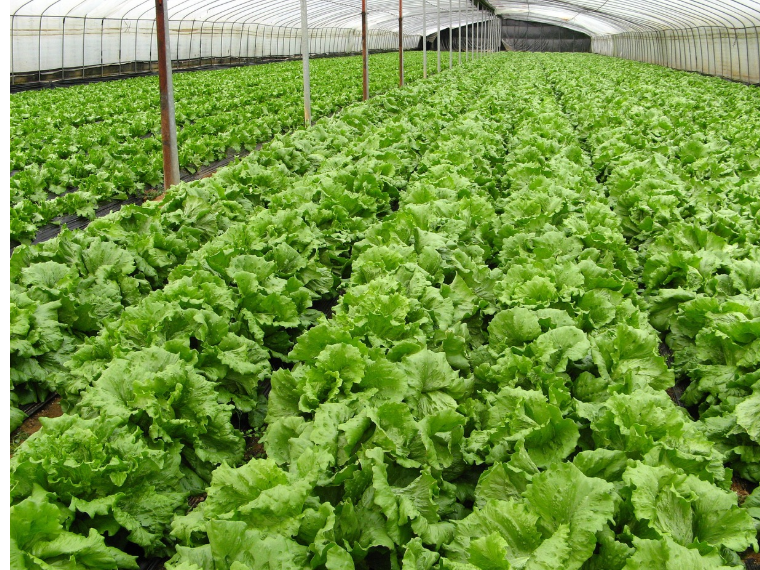 유기농과 일반 식재료 (장점과 단점, 선택기준)