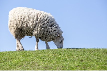2026 양띠 신년운세 총정리 , 무료운세 사이트