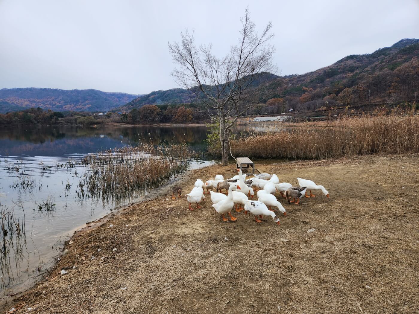 대청호 거위 아지트1