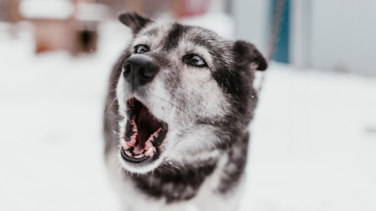 강아지 겨울 산책