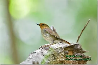 붉은가슴울새 영국 겨울 새 특징 매력 이미지_17